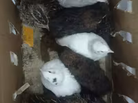 Quails — foto 2