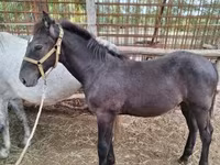 Cavallo, Cavalli — foto 4