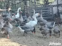 Geese — Foto 2