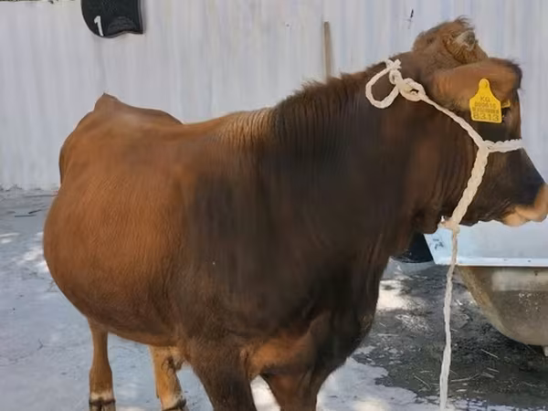 Býk, Swiss cattle