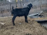 Kozioł, Anatolian Black goats — zdjęcie 5