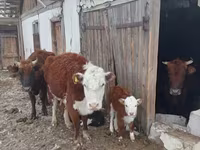 Lembu ternakan (lot, jantina tidak dinyatakan), Kazakh White-headed cow — foto 2