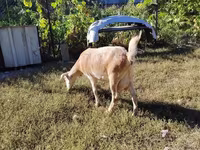 Koza, Saanen goat — zdjęcie 4