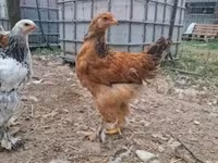ብራህማ — ፎቶ 4