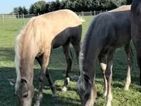 Էգ ձի, Black Sea breed — լուսանկար 6