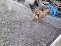 Chickens — รูปภาพ 2