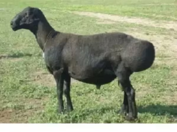 பெண் ஆடு, Edilbay sheep