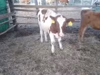 Boğa, Simmental cattle — foto 6