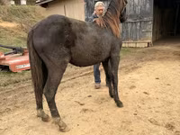 Cavallo, Black Sea breed — foto 6