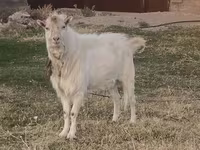 بز نر, Russian White goat — عکس 1