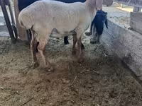 Domba jantan, Sheep — foto 4