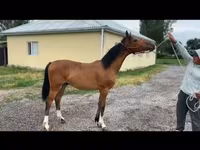 Hingst, Friesian sport horse — foto 2