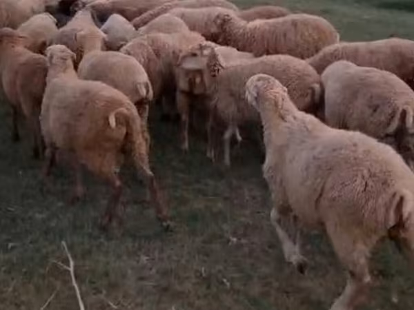 Ram, Sheep — Azerbaijan