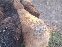 میش, گوسفند — عکس 1