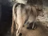 Vaca, Ganado vacuno — foto 1