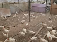 Chickens — 1 зураг