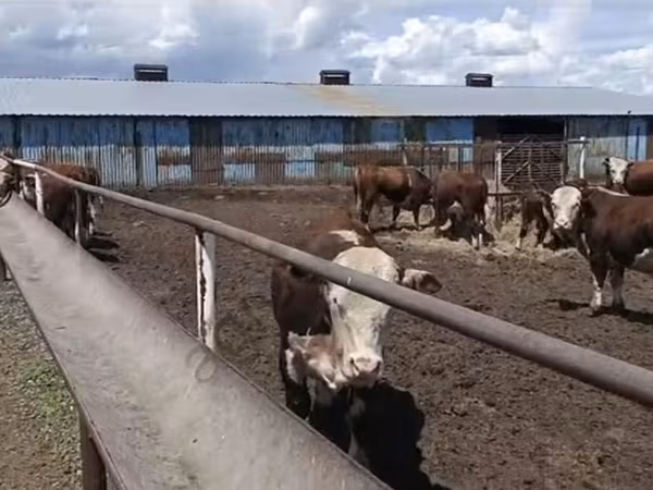 Bull, Kazakh White-headed cow — Russia
