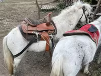 Cavallo, Cavalli — foto 1
