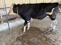 گاو نر, Russian Black pied cattle — عکس 1
