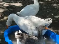Geese — снимка 3