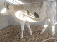 Lembu betina, Holstein breed — foto 2