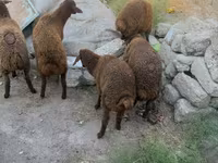 母羊, Sheep — 照片 6