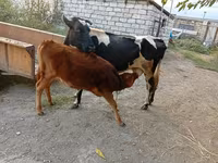 Krava, Simmental cattle — foto 3