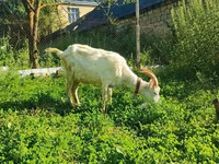 Koza, Saanen goat — foto 8