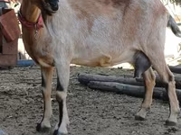 Geit, Alpine goat — foto 2