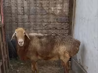 Baran, Edilbay sheep — zdjęcie 1