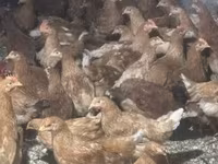 Chickens — foto 1