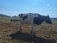 گاو ماده, Simmental cattle — عکس 3