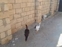 Chickens — sawirka 5
