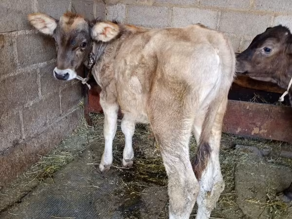 گاو نر, نژاد آلتائو