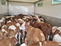 Skot (série, pohlaví neuvedeno), Simmental cattle — foto 2