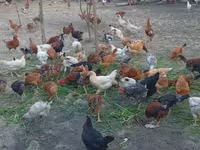 Chickens — Foto 3