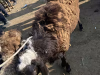 Beran, Karakul sheep — foto 4