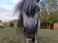Азаргагүй морь, Shetland Pony — 3 зураг