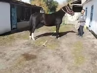 Faras dhaddig, Horses — sawirka 1