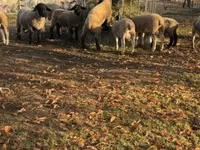 แกะตัวผู้, White Suffolk sheep — รูปภาพ 3