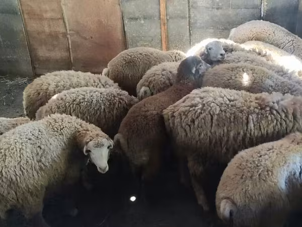 Biri-biri (lot, jantina tidak dinyatakan), Sheep