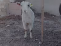 Ziege, Saanen goat — Foto 2