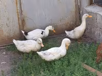 Ducks — zdjęcie 2