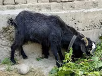 ፍየል, Goats — ፎቶ 2