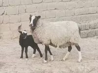 میش, Romanov sheep — عکس 4