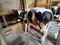 Tyre, Russian Black pied cattle — foto 2