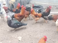 Chickens — รูปภาพ 4