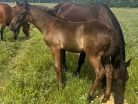 Cavalo, Quarter Horse — foto 2