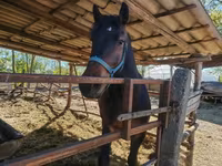 Hengst, Paarden — foto 1