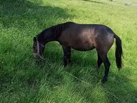 Mare, Horses — photo 2